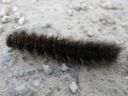 hairy caterpillar close-up on blurred background