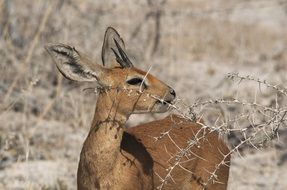 Cute brown dik-dik