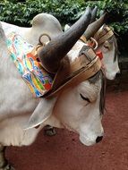Buffalo in livestock