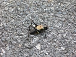 Grillo or Gryllidae