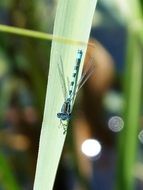 Dragonfly charmingly cute