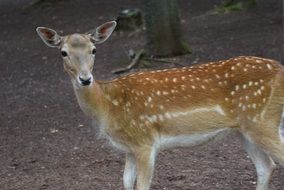 roe deer in the wild forest