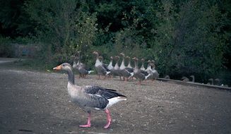 Geese in the wildlife