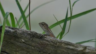 lizard behind a log