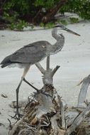 heron Bird on a sandy beach
