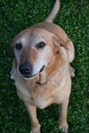 White and brown dog