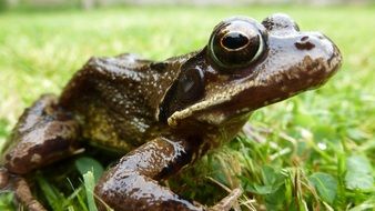 wet toad on the meadow