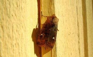 brown moth sitting on a wall