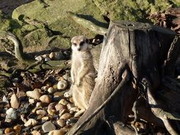 handsome Meerkat Zoo
