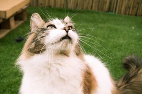 white cat looking up