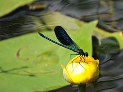insect on yellow water lily flower