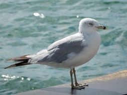 white gull with gray wings