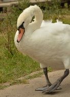 walking white swan