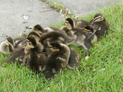 Ducklings on a grass