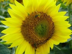 Yellow sunflower in summer close-up on blurred background