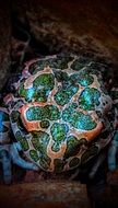 orange green toad in wildlife