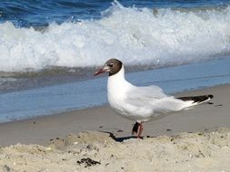 Seagull near Baltic Sea