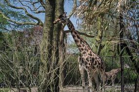 Picture of the Giraffe in a zoo