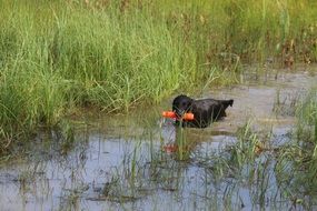 retriever with a stick goes on the water