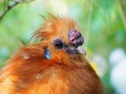 Closeup photo of Poultry bird