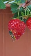 waspon strawberry fruit