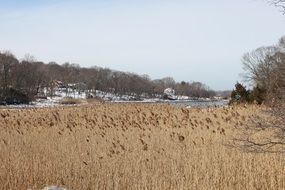 coast marsh in winter