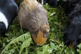 feeding of guinea pigs