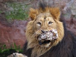 lion with a foil in his mouth
