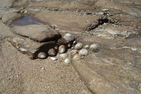 sea snails on the coast