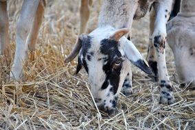 sheep eat dry grass