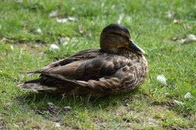 Duck is sitting on the green grass