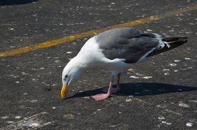 Bird America