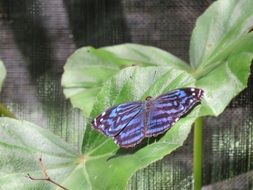 Blue butterfly in nature on a leaf