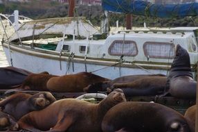 sea lions lie on the pier of the Pacific Ocean