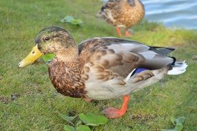 mallard Duck on meadow at Water, side view