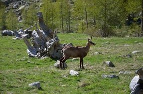 chamois in the alp mountains