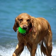 wet dog with ball in his mouth