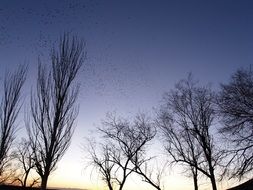 Trees and dusk