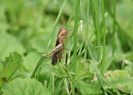 Closeup photo of Grasshopper on a green grass