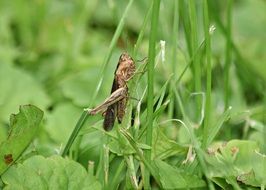 Closeup photo of Grasshopper on a green grass