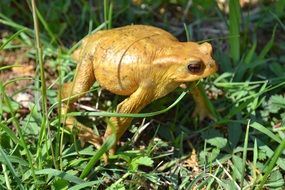 golden frog on green grass