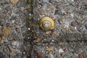 yellow snail on a stone