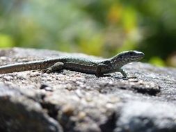 lizard on a big stone on a sunny day among the plants at blurred background