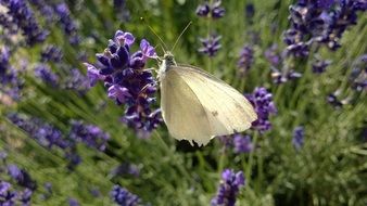 white butterfly on purple flower