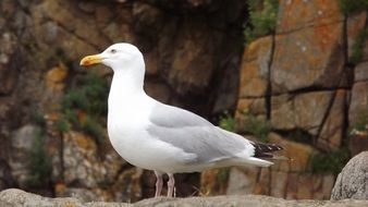 lonely wild seagull