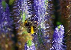 insect on bright blue oblong flowers