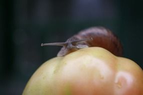 brown snail on tomato