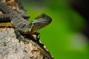 Closeup photo of cold-blooded lizard on the tree