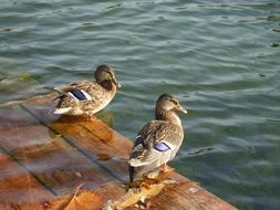 two ducks on the pond