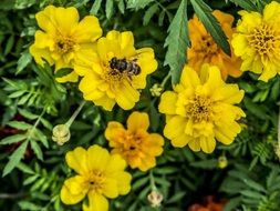 bumblebee on a yellow flower